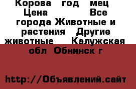 Корова 1 год 4 мец › Цена ­ 27 000 - Все города Животные и растения » Другие животные   . Калужская обл.,Обнинск г.